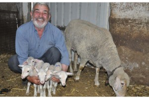 Malkara'da koyun beşiz doğurdu