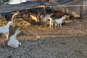 Sahte EFT ile dolandırıcılara kaptırdığı 44 keçiyi jandarma buldu