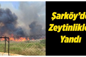 Şarköy'de zeytinlik yangını, 2 saatte kontrol altına alındı