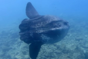 Saros Körfezi'nde dev ay balığı görüntülendi