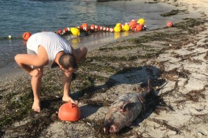 Tekirdağ'da ölü yavru yunus karaya vurdu