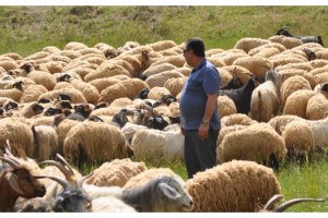 TÜDKİYEB: Türkiye koyun sütü üretiminde dünya birincisi