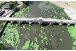 Tunca Nehri'nde 'yosun adacıkları' oluştu