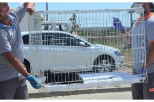 Yaralı kedi, hayata döndürüldü