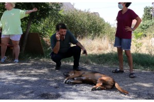 Edirne'de hayvanların zehirli etle zehirlendiği iddiası