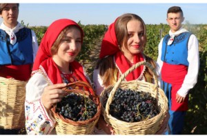 Edirne'nin bağlarında üzüm hasadı başladı