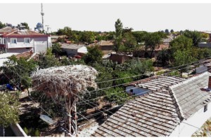 Göçe başlayan leyleklerin yuvalarını dronla tespit edip, bakım yaptılar