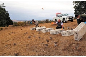 Kırklareli'de 600 keklik doğaya salındı