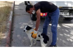 Kırklareli'de sokak hayvanları için 'acil müdahale' ekipleri kuruldu