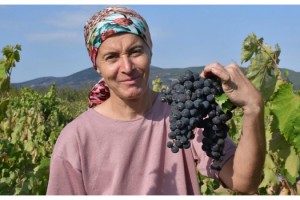 Kuraklık, üzümde verim ve kaliteyi etkilemedi