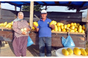 Malkara'nın 600 gramlık, 'hırsız almaz' kavunlarına yoğun talep