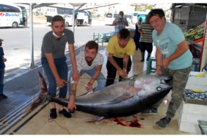 Saros Körfezi'nde 2 metre 17 santimlik orkinos yakalandı