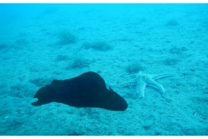 Saros Körfezi'nde 'İspanyol dansçısı' balığı görüntülendi