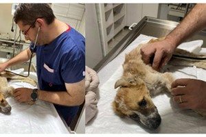 Yaralı bulunan köpek tedaviye alındı