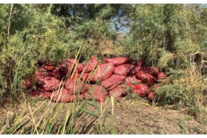 Yunanistan’a götürülmek istenen 5 ton midye ele geçirildi