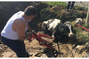 Bataklığa saplanan ineği itfaiye kurtardı