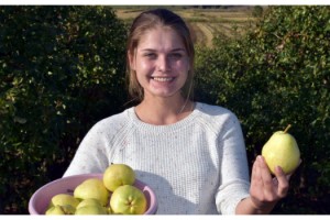 Edirne'de deveci armudu hasadı