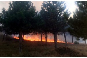 Hayrabolu'da ağaçlık alanda yangın
