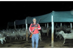 Kurtlar köylere inip, hayvanlarına saldırınca tüfekle nöbete başladılar