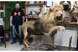 Tahnit ustası, ölen hayvanları gelecek nesillere tanıtıyor