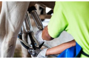 Çiğ süt desteği ödemeleri bugün yapılacak