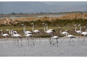 Edirne'deki Gala ve Dalyan göllerinde flamingolar görsel şölen sunuyor