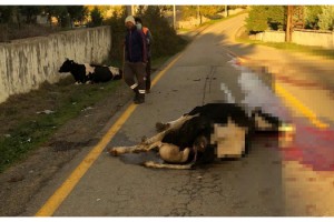 Malkara'da otomobil inek sürüsüne çarptı, sürücü ve 2 inek yaralandı