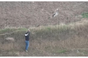 Malkara'da pelikan ilgi odağı oldu