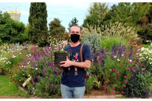 Trakya Üniversitesi, 'Edirne Kırmızısı' için bitki yetiştirme çalışmalarına başladı