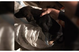 Yavru köpeği çuvala koyup, seyir halindeki araçtan attılar