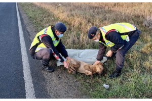 Otomobilin çarptığı köpeğe jandarma sahip çıktı