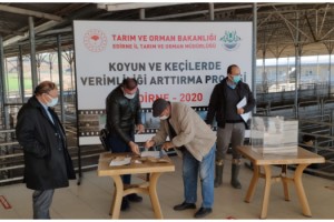 Trakya’da koyun ve keçilerin verimliliği artırılacak