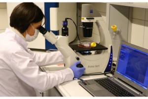 Türk arılarının gen haritası çıkarılıyor