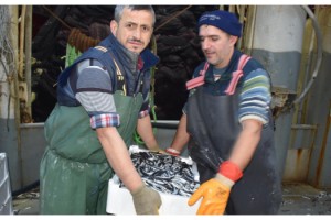 Balıkçılar, hamsi avının serbest olduğu İğneada'ya akın etti