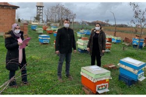 Damızlık ana arı başına 80 TL destek ödemesi yapılacak