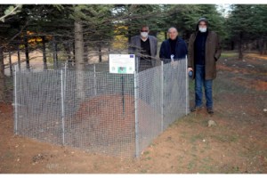 'Ekosistem mühendisleri' kırmızı karıncalar, özel yuvalarda korunuyor