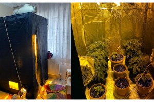 Evinde sera kurup uyuşturucu yetiştirmiş