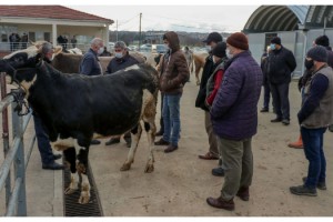 Keşan'da canlı hayvan pazarı yeniden açıldı