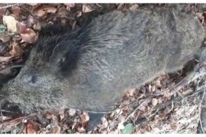 Kırklareli’ndeki yaban domuzu ölümleri araştırılıyor