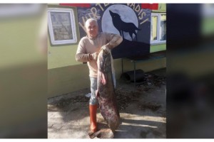 Meriç Nehri'nde dev yayın balığı ağlara takıldı