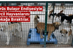 Pandemi döneminde hayvan barınağında yer kalmadı