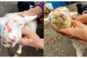 Şarköy'de ağzı burnunda doğan kuzu şaşırttı