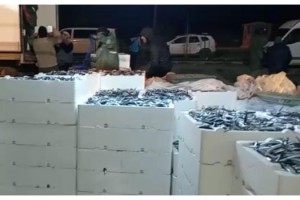 Tekirdağlı balıkçılar, İğneada'da 200 ton hamsi yakaladı