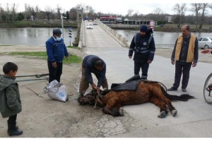 Aşırı yükten yere yığılan atı, kuyruğundan çekerek, ayağa kaldırdılar