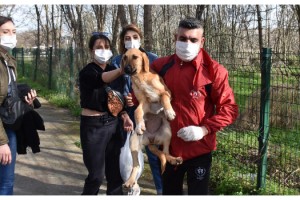 Hasta sokak köpeğine üniversiteli öğrenciler sahip çıktı