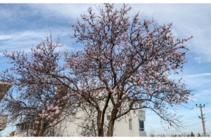Kış ortasında ağaçlar çiçek açtı