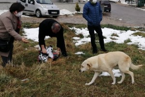 Malkara Kent Konseyi Sokak Hayvanlarını Unutmadı