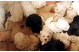 Romanya'dan gelen yolcu otobüsünün bagajında, Terrier cinsi 23 yavru köpek ele geçirildi