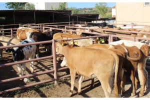 TRAKYA’YA YAPILACAK CANLI HAYVAN SEVKLERİNE İLİŞKİN DUYURU