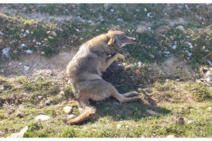 Yaralı kurt, tedaviye alındı